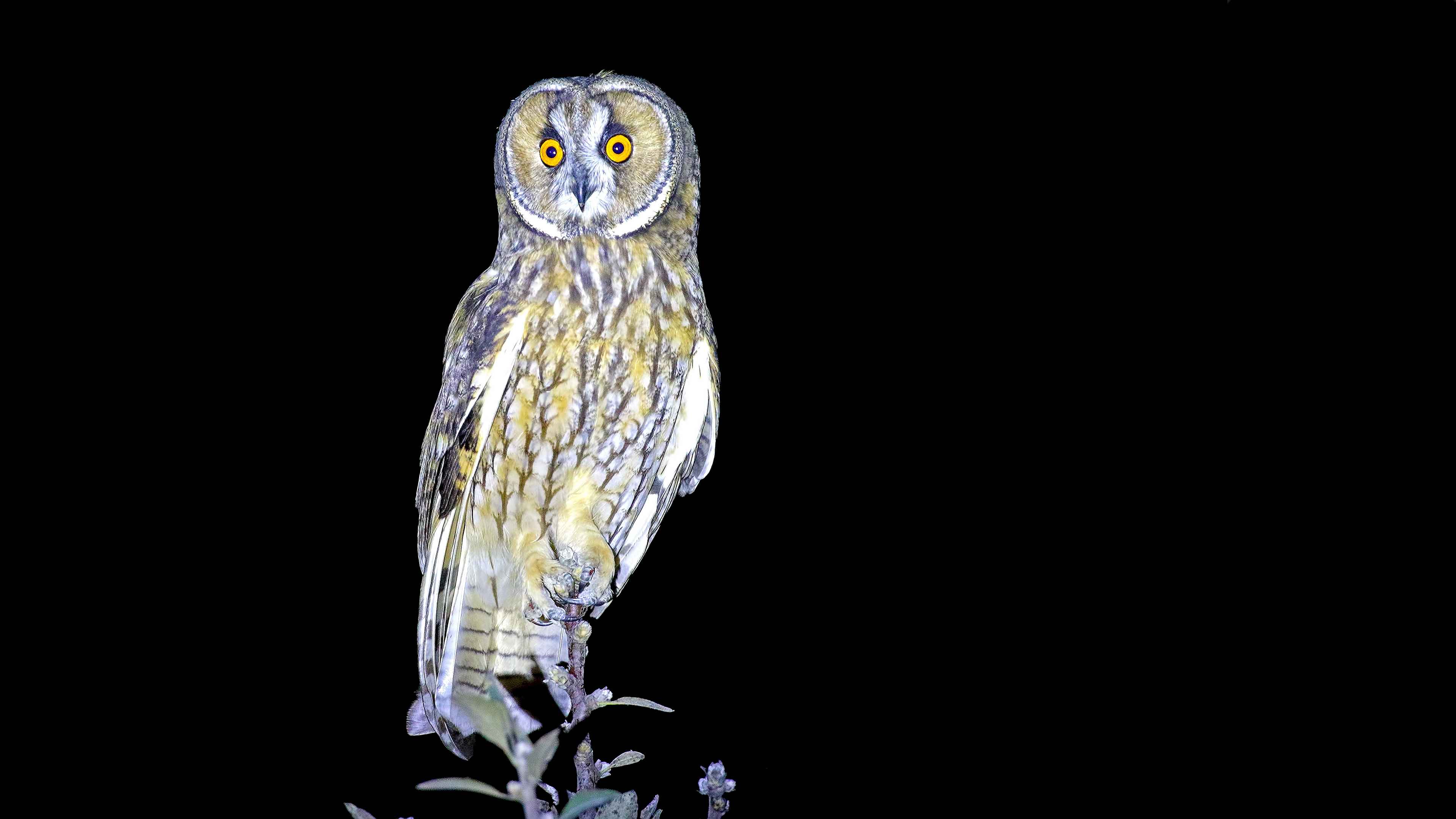 Long-eared Owl